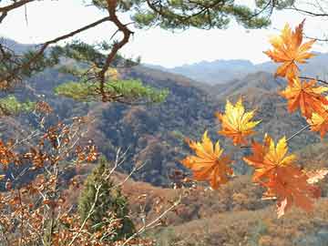 免费海报图片设计大全集（免费的海报在线）